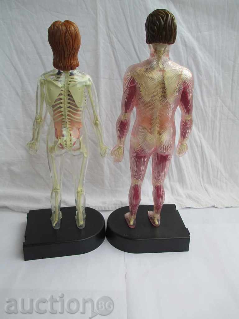 Delivery of HUMAN BODY Delivery of HUMAN BODY