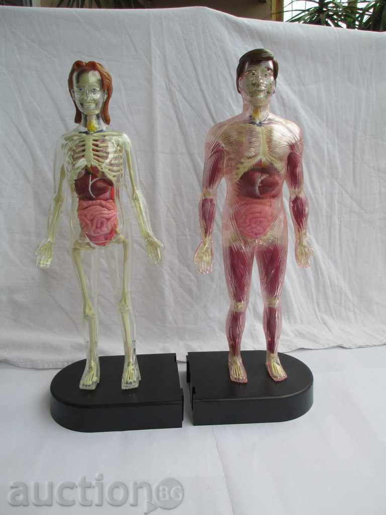 HUMAN BODY