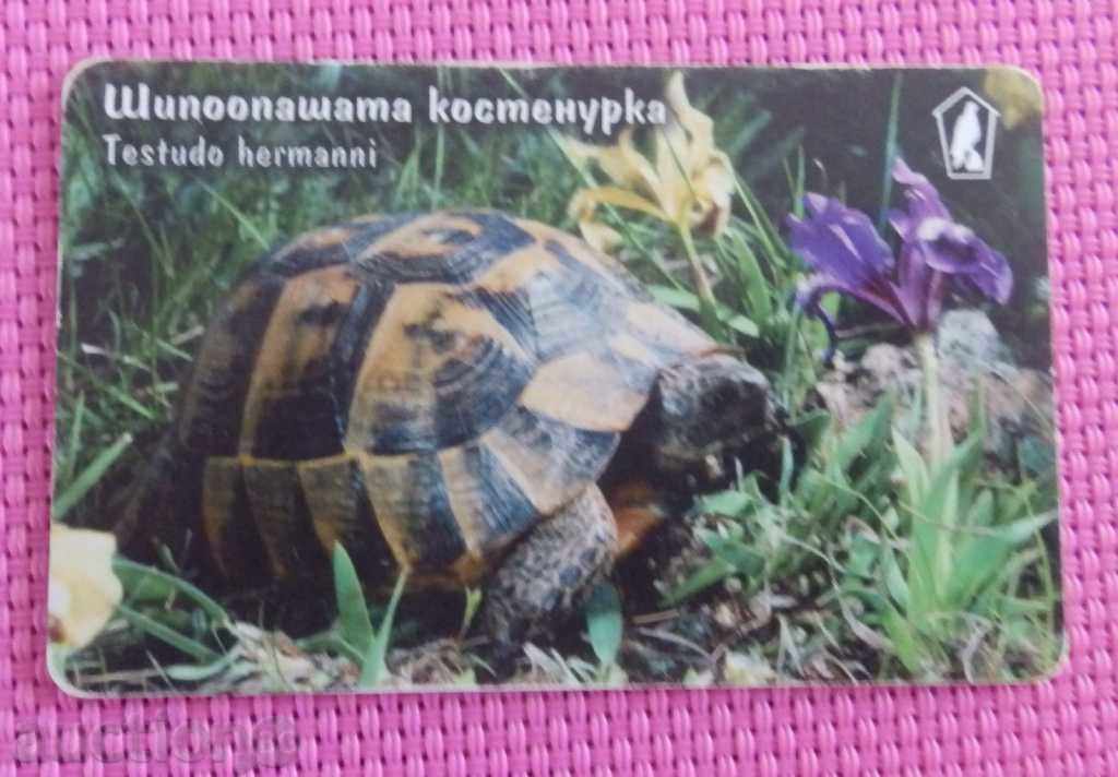 2001  фонокарта мобика - Шипоопашата костенурка