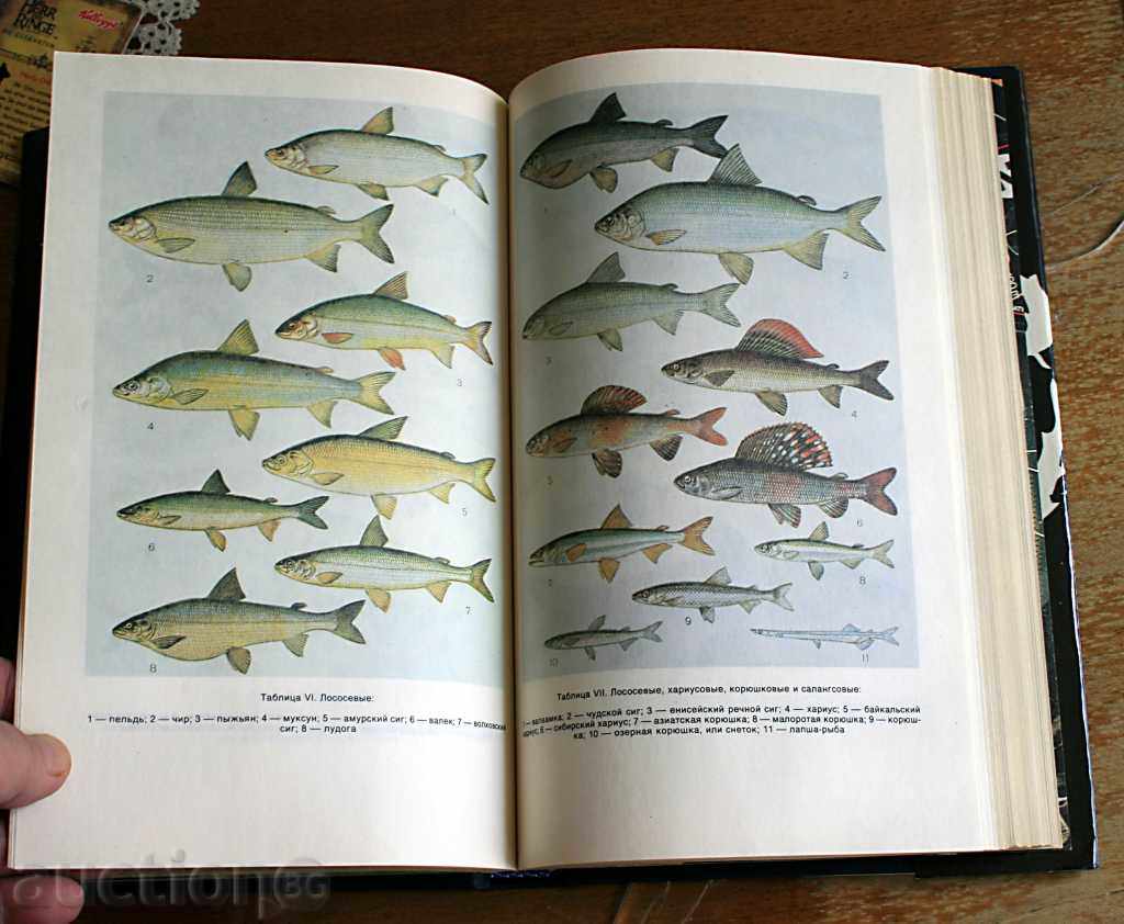 Fishing - Book, FISHING ENCYCLOPEDIA with price 29.99 BGN | € 15.33
