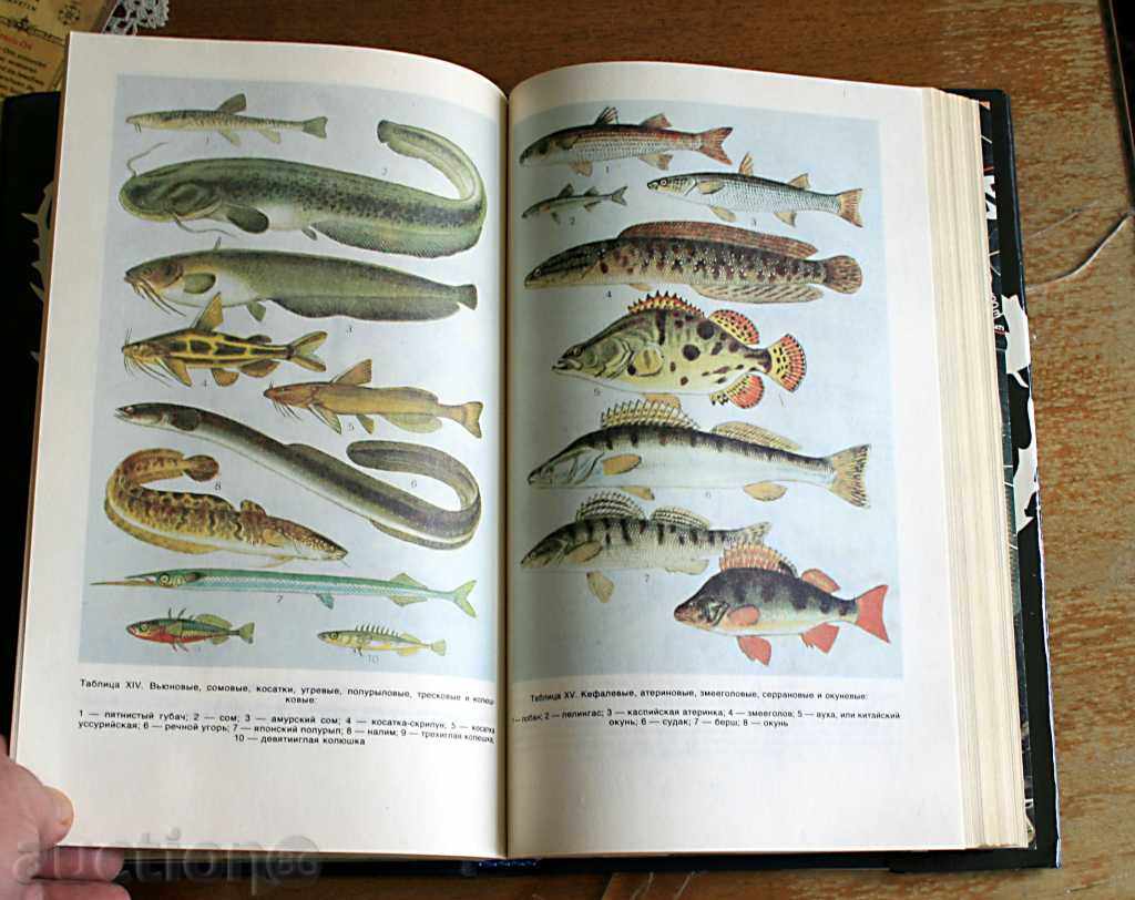 Delivery of Fishing - Book, FISHING ENCYCLOPEDIA