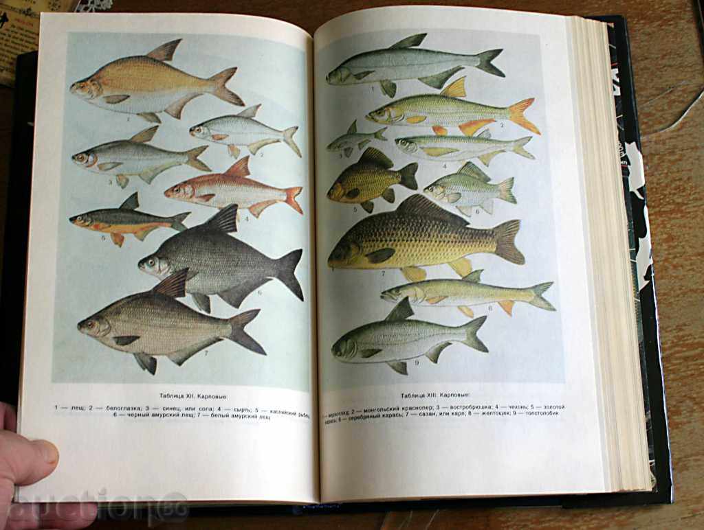 Fishing - Book, FISHING ENCYCLOPEDIA - 5