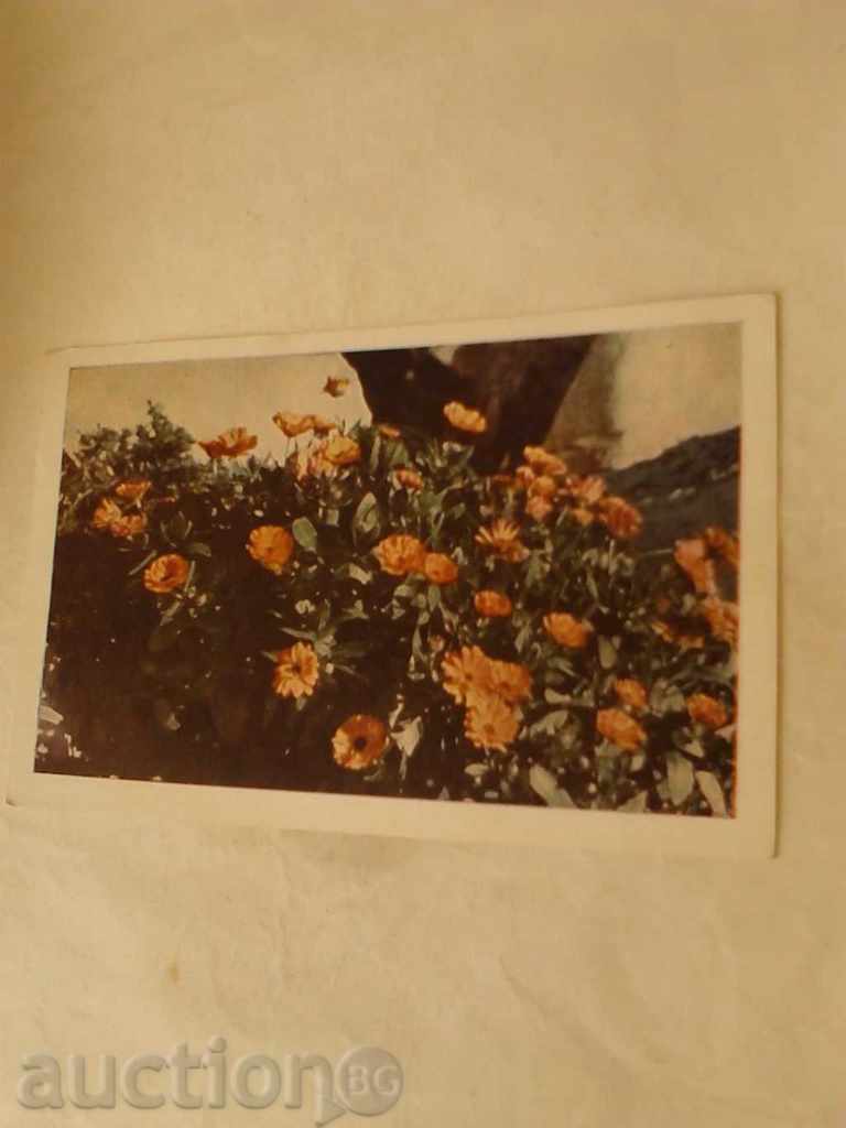 Postcard Marigold