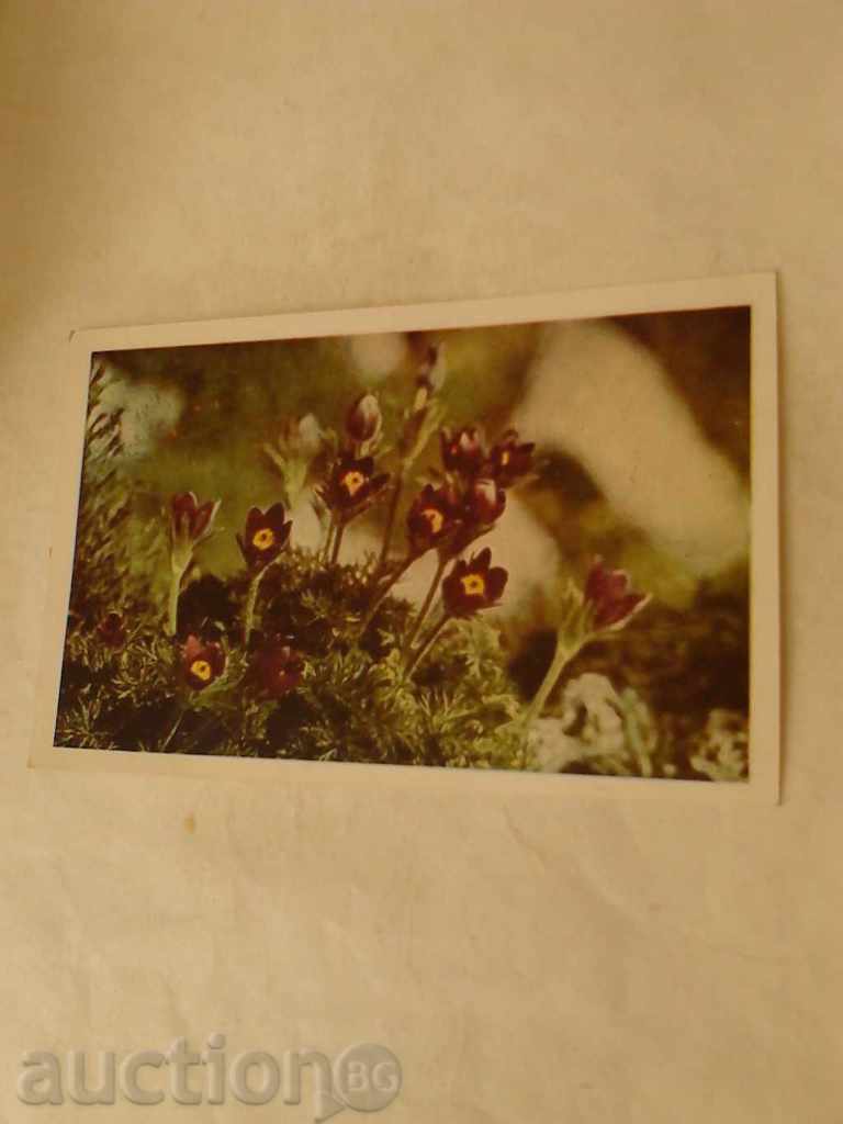 Καρτ ποστάλ ανεμώνης-Sasenka