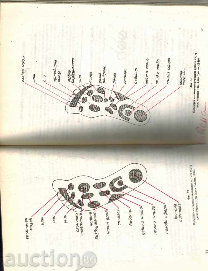 COSMETIC TOCHKOV MASSAGE - G. GUTORANOV - 6