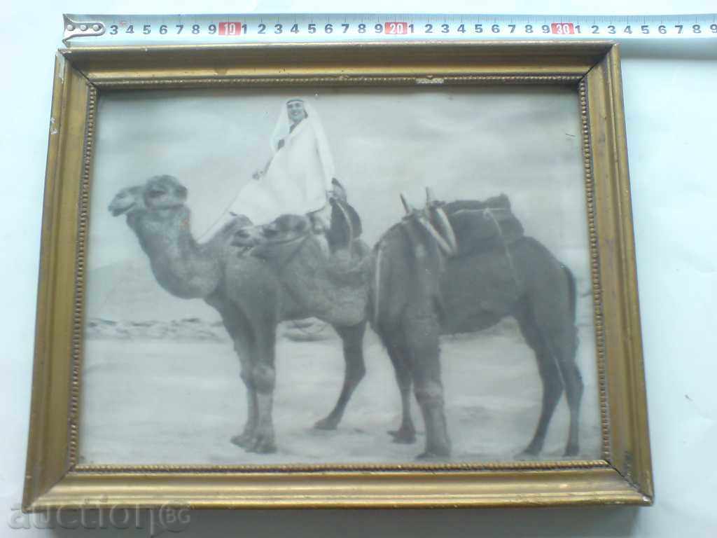 Old photo of a coca with two camels Old photo of a coca with two camels