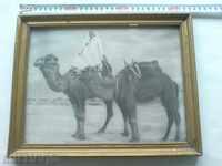 Old photo of a coca with two camels