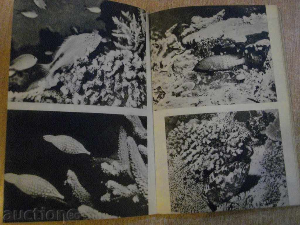 Delivery of The book "In the Kingdom of the 1000th Atoll-IAAbsesfeld" -182 pp.