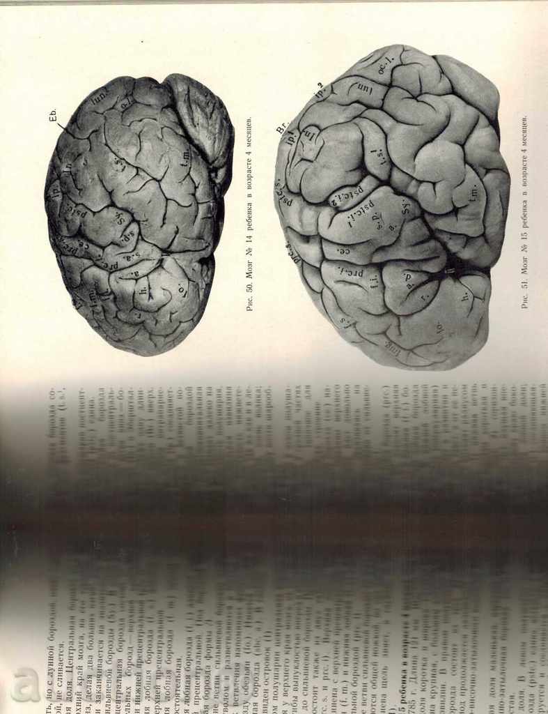 Delivery of DEVELOPMENT OF HUMAN SKAR WOMEN / IN RUSSIAN / Delivery of DEVELOPMENT OF HUMAN SKAR WOMEN / IN RUSSIAN /