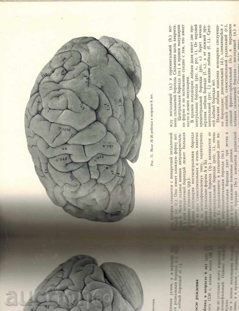 DEVELOPMENT OF HUMAN SKAR WOMEN / IN RUSSIAN / - 5 DEVELOPMENT OF HUMAN SKAR WOMEN / IN RUSSIAN / - 5