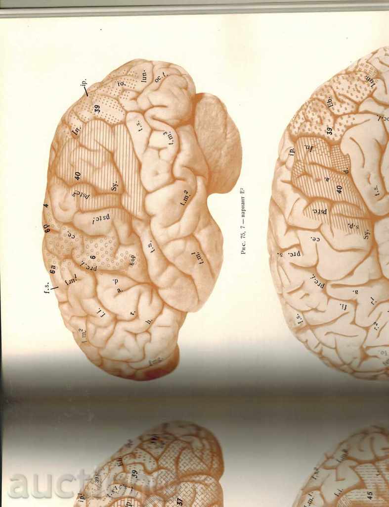 DEVELOPMENT OF HUMAN SKAR WOMEN / IN RUSSIAN / - 6 DEVELOPMENT OF HUMAN SKAR WOMEN / IN RUSSIAN / - 6