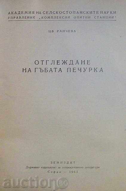 PLANTING OF FEMALE with price 2.80 BGN | € 1.43 PLANTING OF FEMALE with price 2.80 BGN | € 1.43