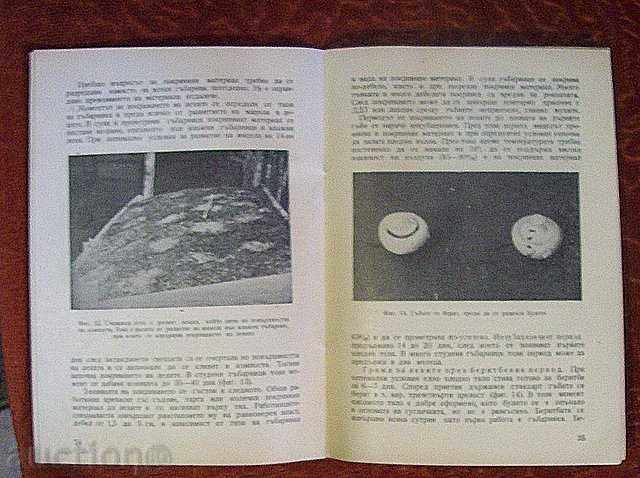 Auction PLANTING OF FEMALE Auction PLANTING OF FEMALE