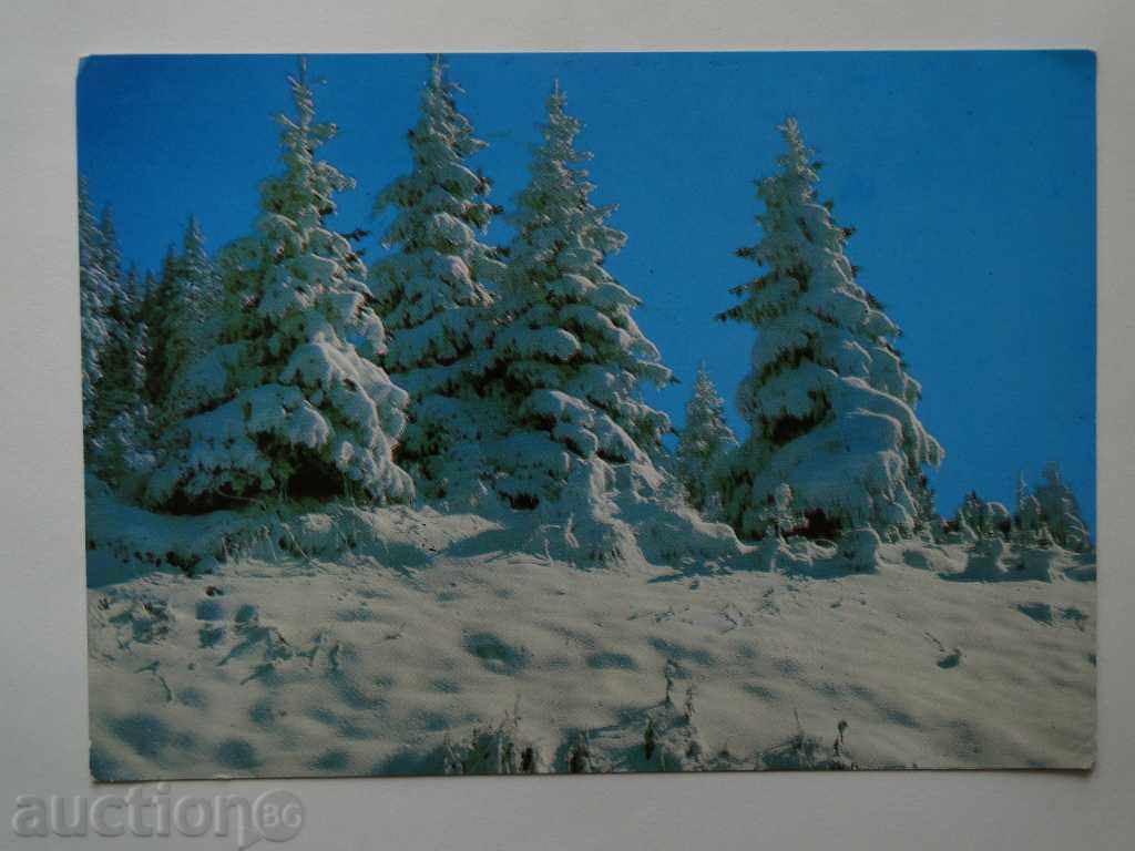 National Park Vitosha Winter Wonderland ediția 5000