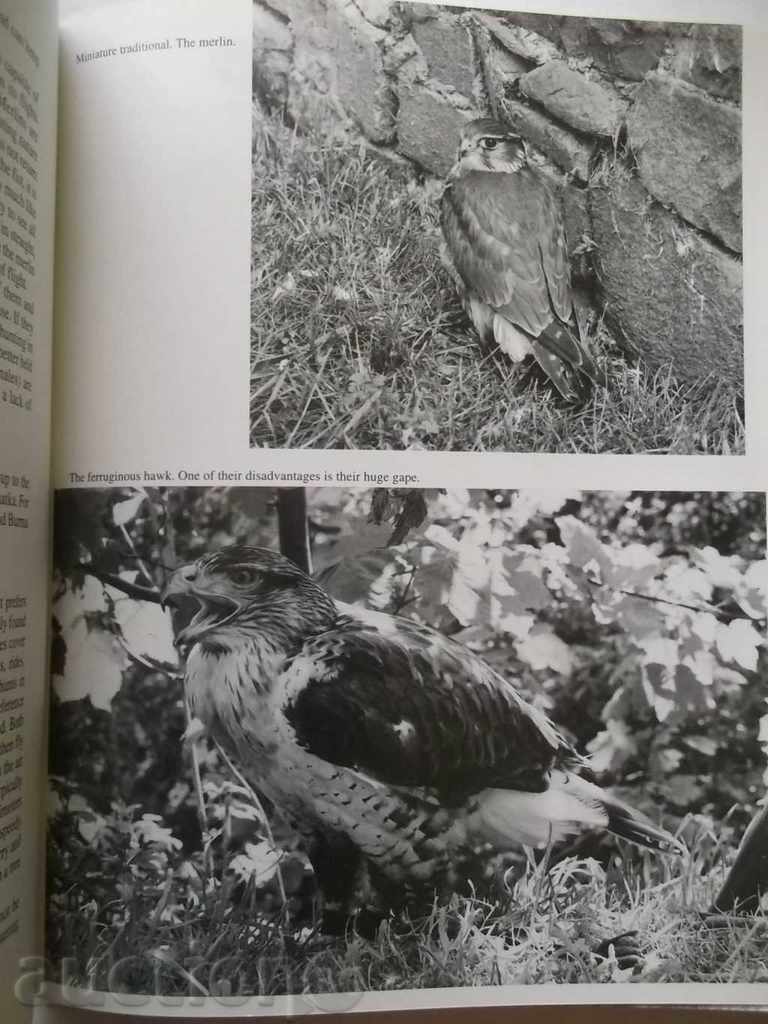 The Modern Falconer - Diana Durman-Walters 1997 autographed - 5 The Modern Falconer - Diana Durman-Walters 1997 autographed - 5