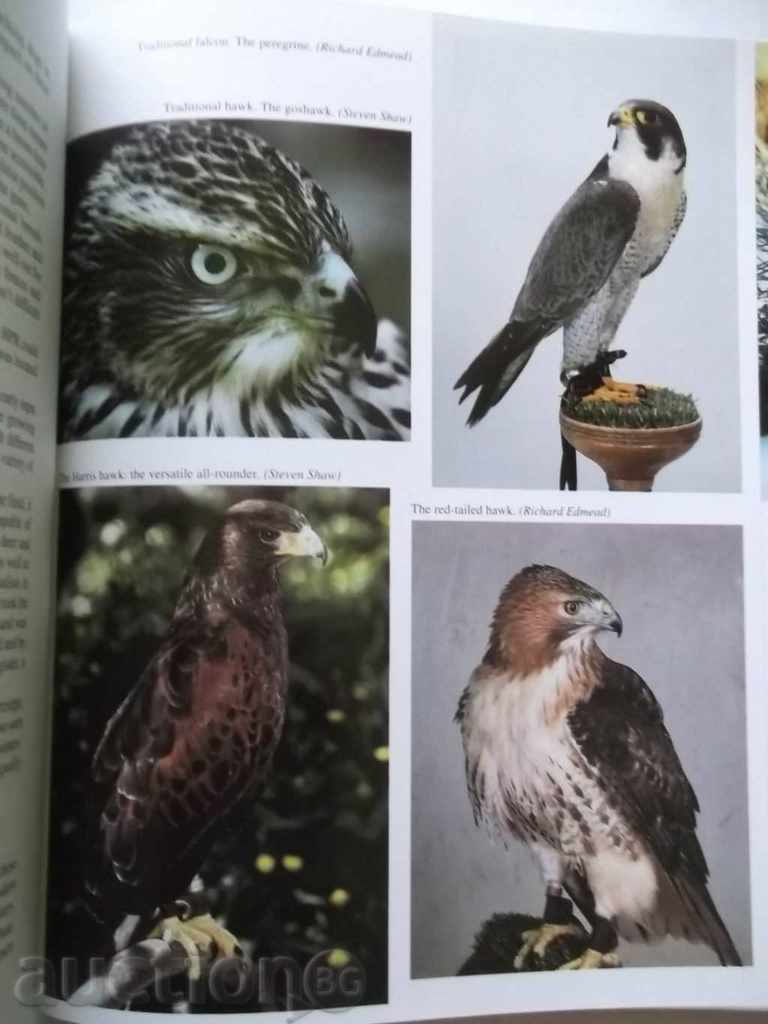 The Modern Falconer - Diana Durman-Walters 1997 autographed - 6 The Modern Falconer - Diana Durman-Walters 1997 autographed - 6