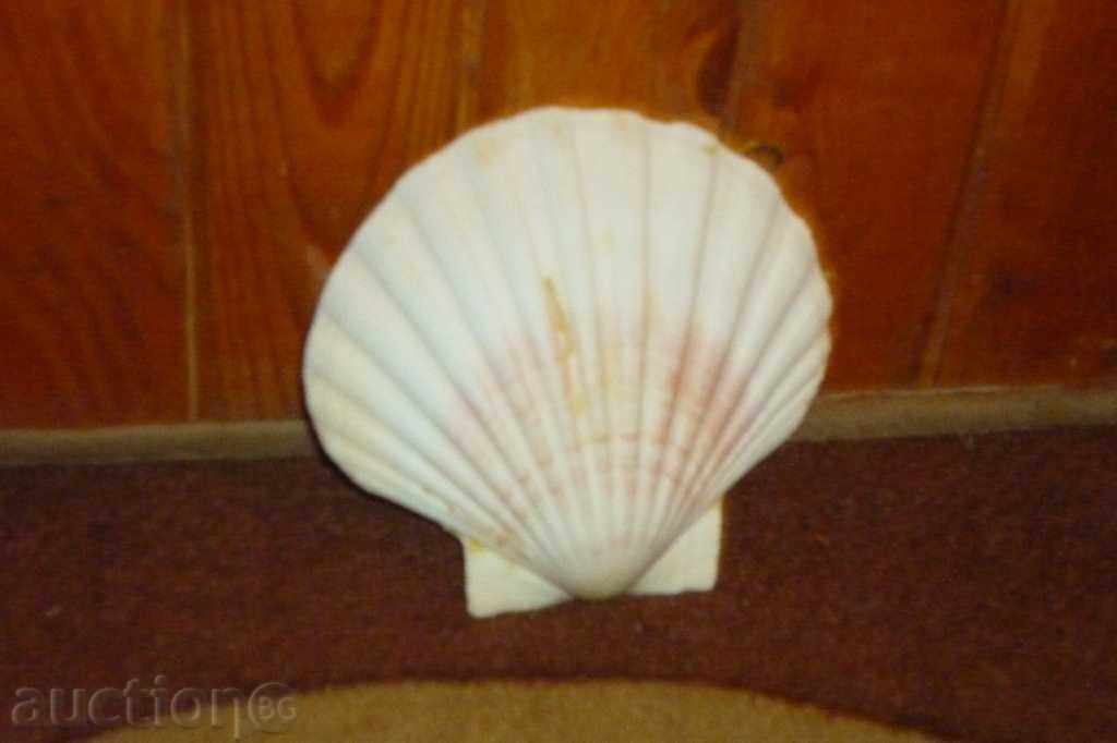 A rare ocean shell, a gift from the warm seas