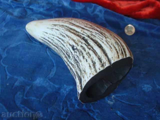 ΔΟΝΤΙ ΦΑΛΑΙΝΑΣ; χαραγμένο "ADVENTURE CAPT. QUEDAGH, ελάχ. αιώνας. Ύψος 130 χλστ. με τιμή 129.95 BGN | € 66.44