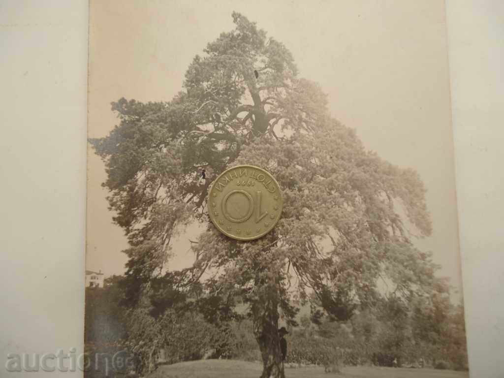 Auction Postcard Boykoff №2 Auction Postcard Boykoff №2