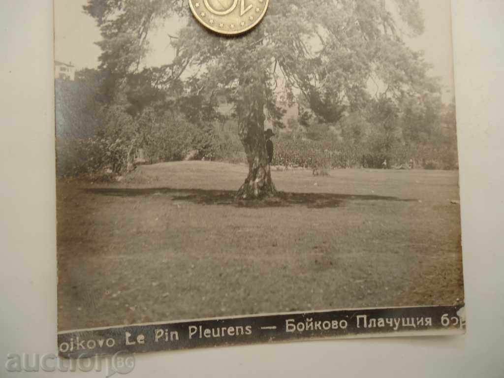 Delivery of Postcard Boykoff №2 Delivery of Postcard Boykoff №2