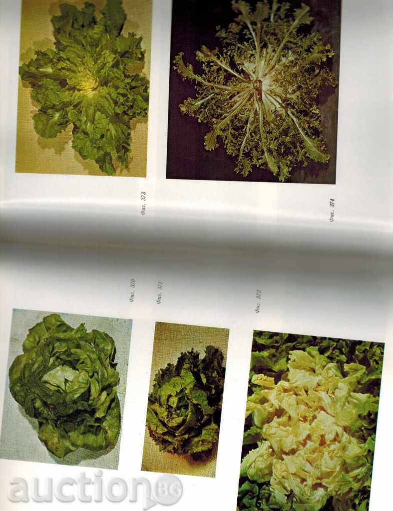 STANDARD INTERNATIONAL fructe proaspete - 5 STANDARD INTERNATIONAL fructe proaspete - 5