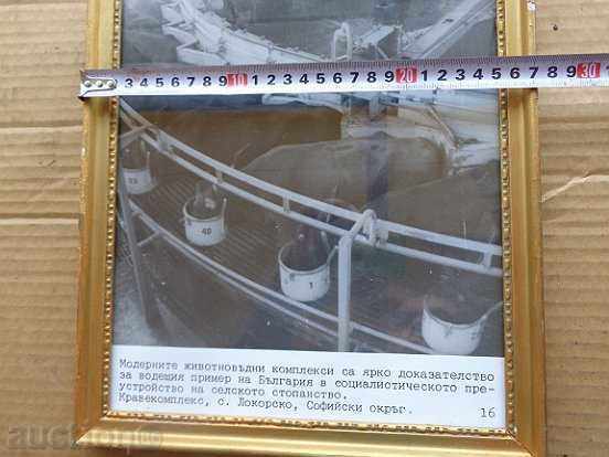 Auction  Sat photo framed, portrait, poster, propaganda