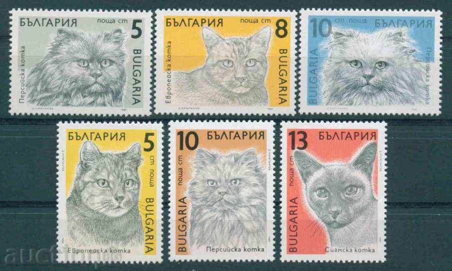 3825 Bulgaria 1989 - cats **