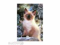 Siamese Kitten - Puzzle of 500 pcs