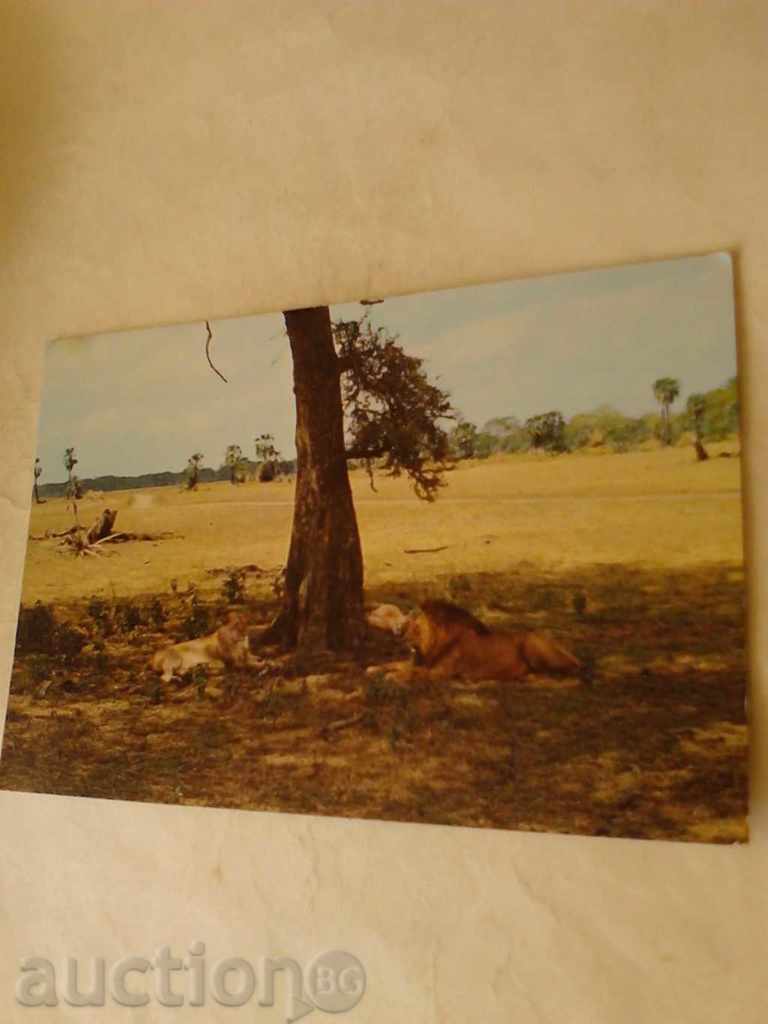 Пощенска картичка Mozambique Gorongosa