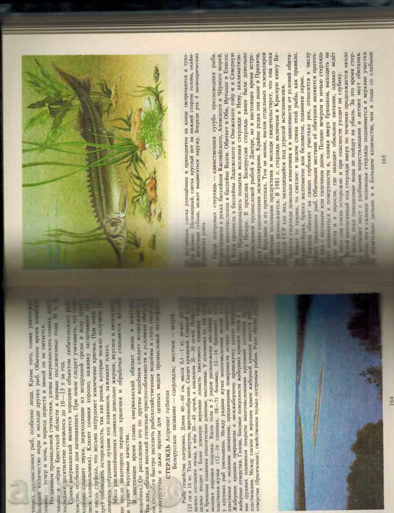 Auction FISH / THE ANIMAL WORLD IN BELARUSIA / Auction FISH / THE ANIMAL WORLD IN BELARUSIA /