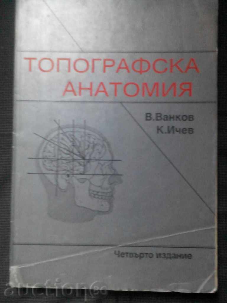 Vankov / Ichev: anatomie topografica