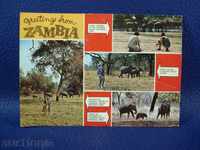 1595 carte poștală din parc pentru elefanți în carte Zambia 70