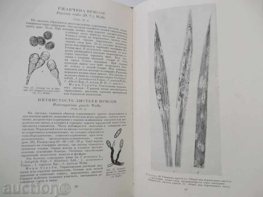 Delivery of Краткий атлас болезней декоративных растений - Percent Delivery of Краткий атлас болезней декоративных растений - Percent