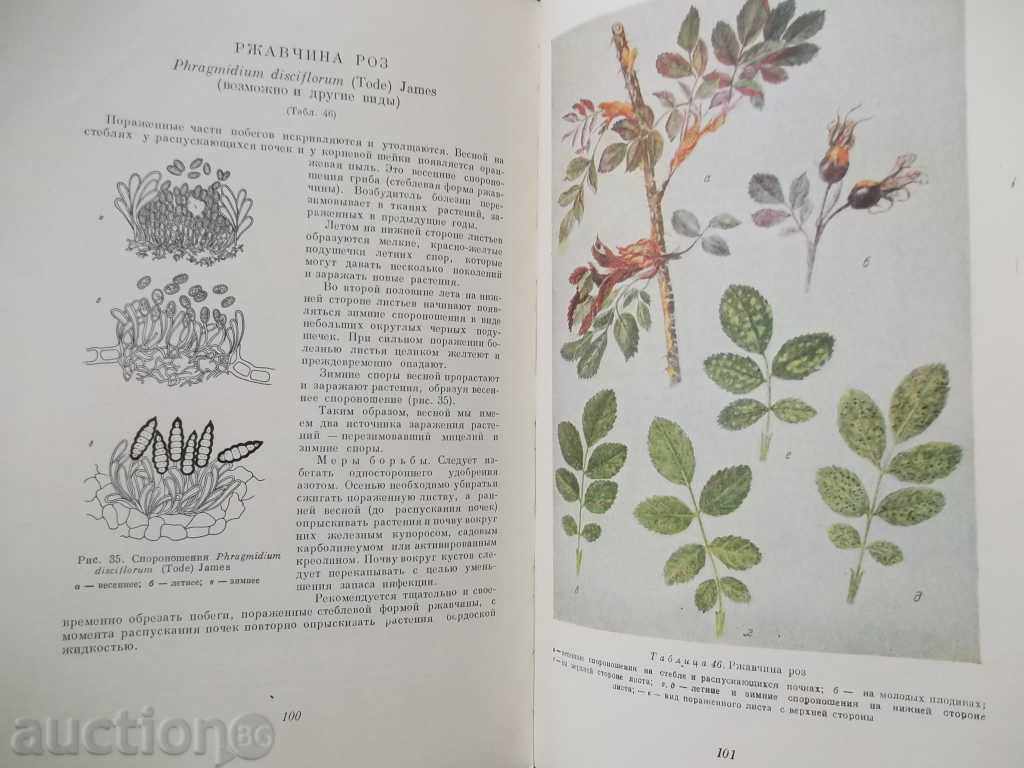 Краткий атлас болезней декоративных растений - Percent - 5 Краткий атлас болезней декоративных растений - Percent - 5