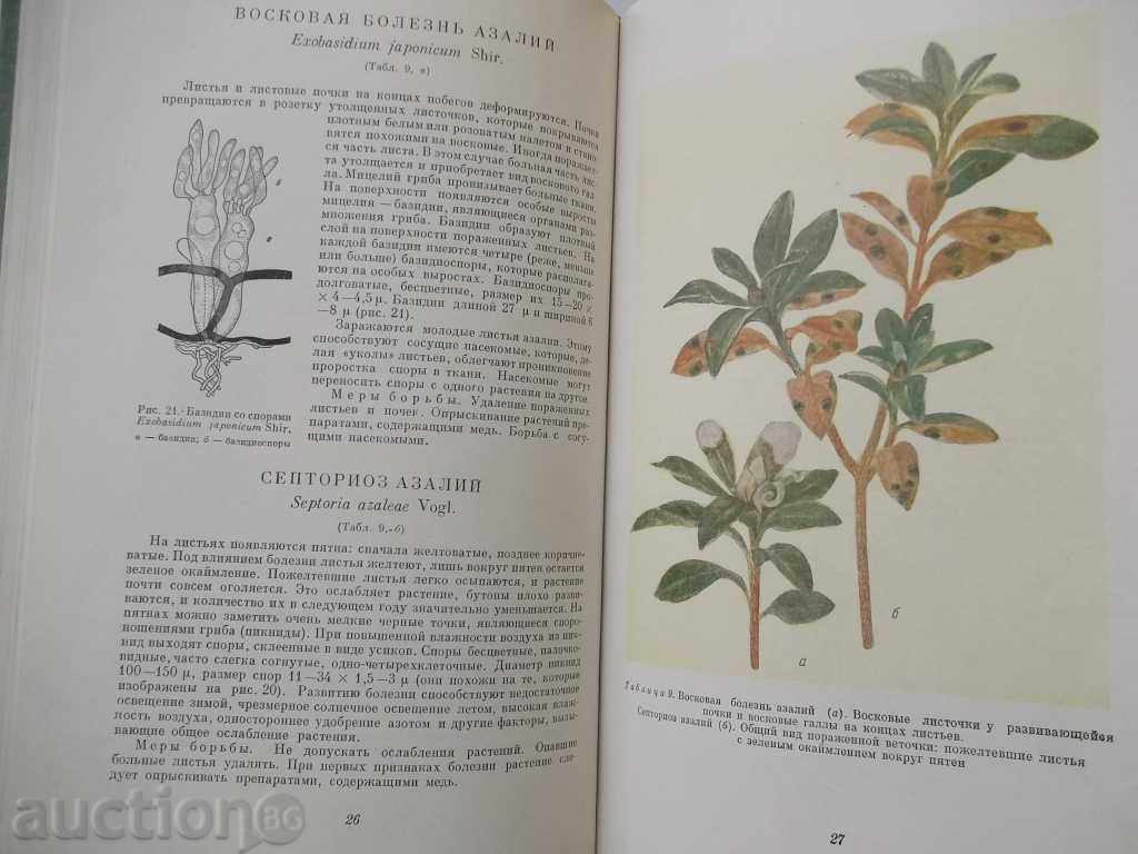 Краткий атлас болезней декоративных растений - Percent - 6 Краткий атлас болезней декоративных растений - Percent - 6