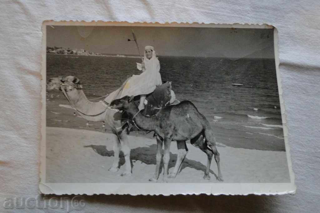 Nessebar τουριστική καμήλες Κ 29