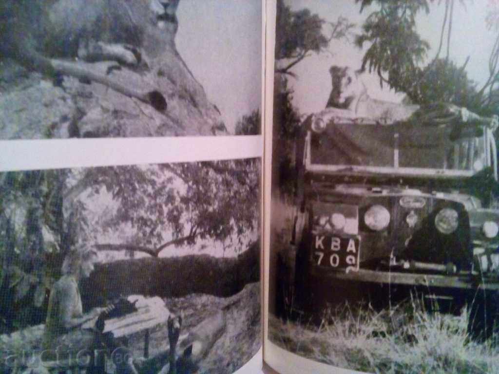 The lizard Elsa-Joy Adamson with price 3.00 BGN | € 1.53 The lizard Elsa-Joy Adamson with price 3.00 BGN | € 1.53