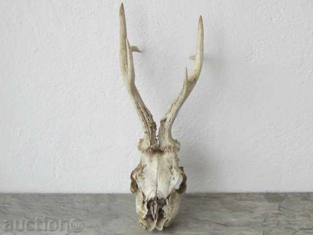 TROPHEY horn horn with price 45.00 BGN | € 23.01 TROPHEY horn horn with price 45.00 BGN | € 23.01