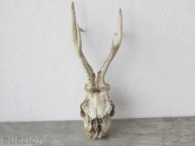 Auction TROPHEY horn horn Auction TROPHEY horn horn