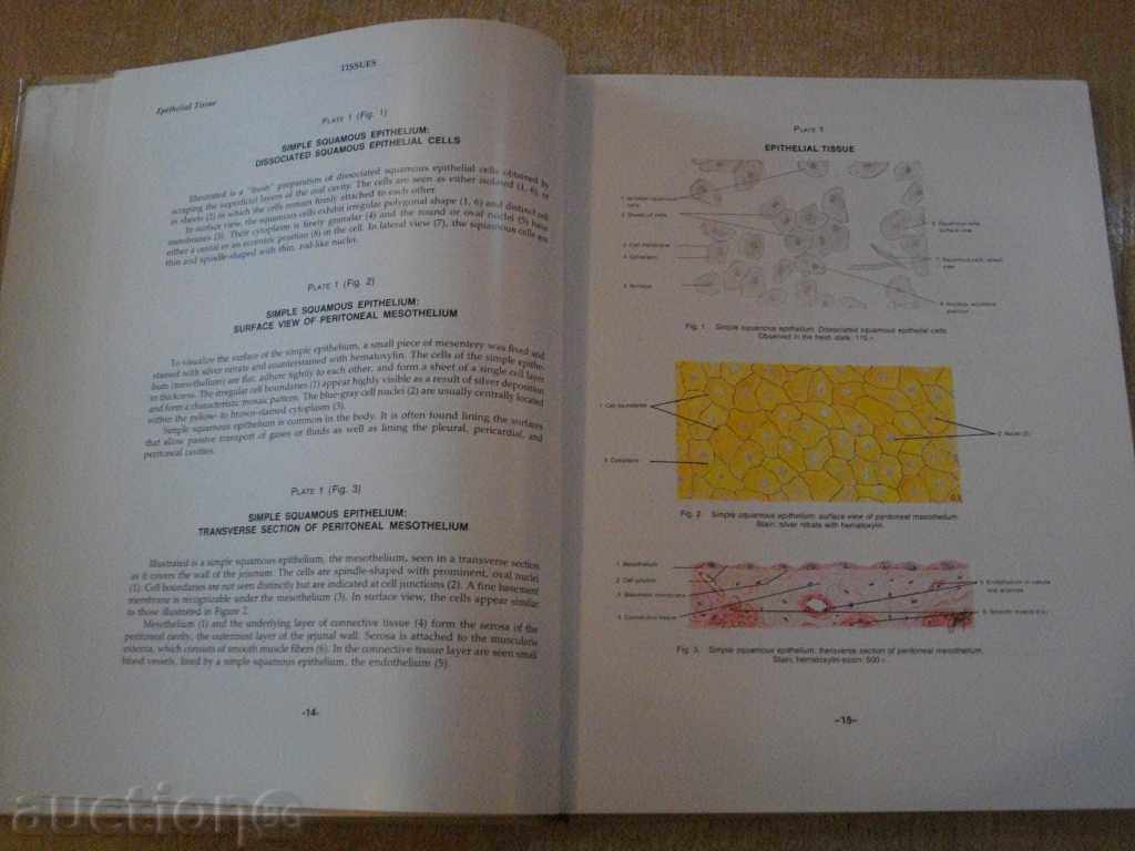 Book "ATLAS OF NORMAL HISTOLOGY" - 272 pages - 6 Book "ATLAS OF NORMAL HISTOLOGY" - 272 pages - 6