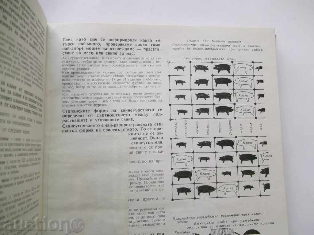 Auction Pig production - F. Hoffman 1964 Auction Pig production - F. Hoffman 1964