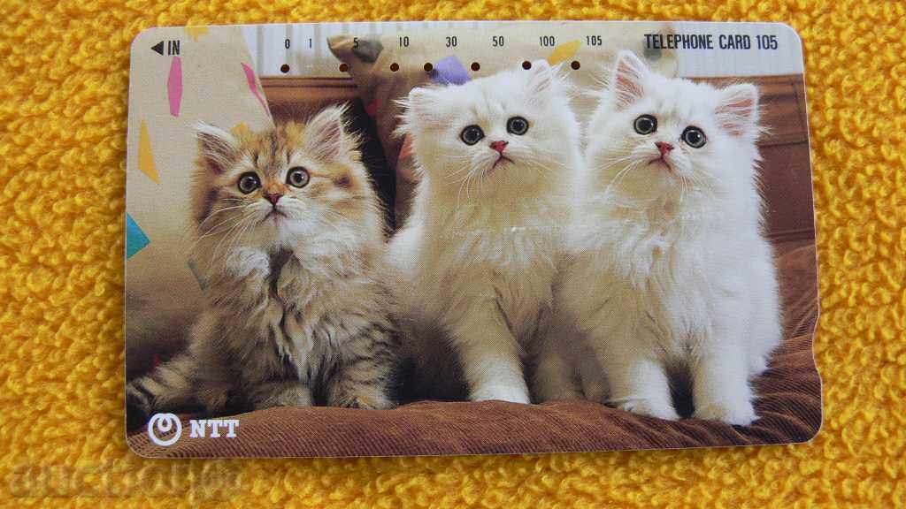 cartele telefonice Kittens de colecție