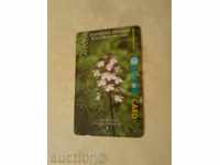 Phone book BETKOM Bulgarian Orchids Lady Orchid