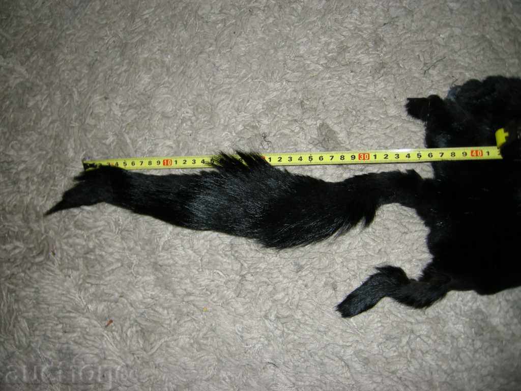 Licitație guler de vulpe veche