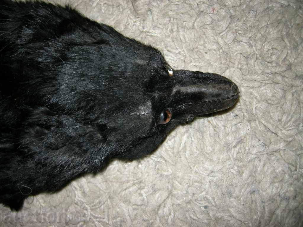 guler de vulpe veche - 7