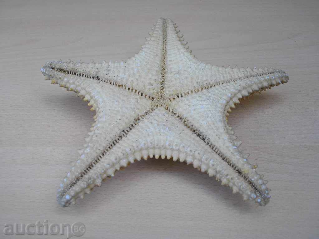 Star Marine - 1 with price 25.00 BGN | € 12.78