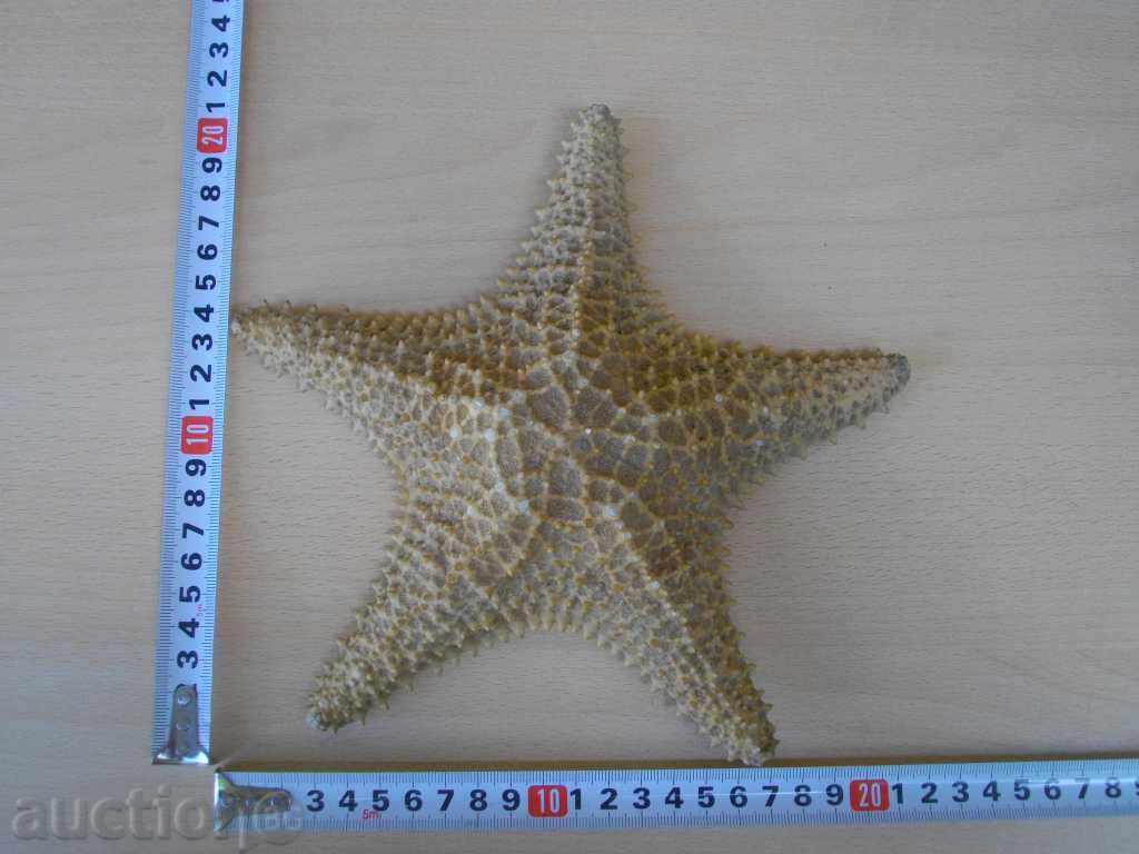 Auction  Star Marine - 1