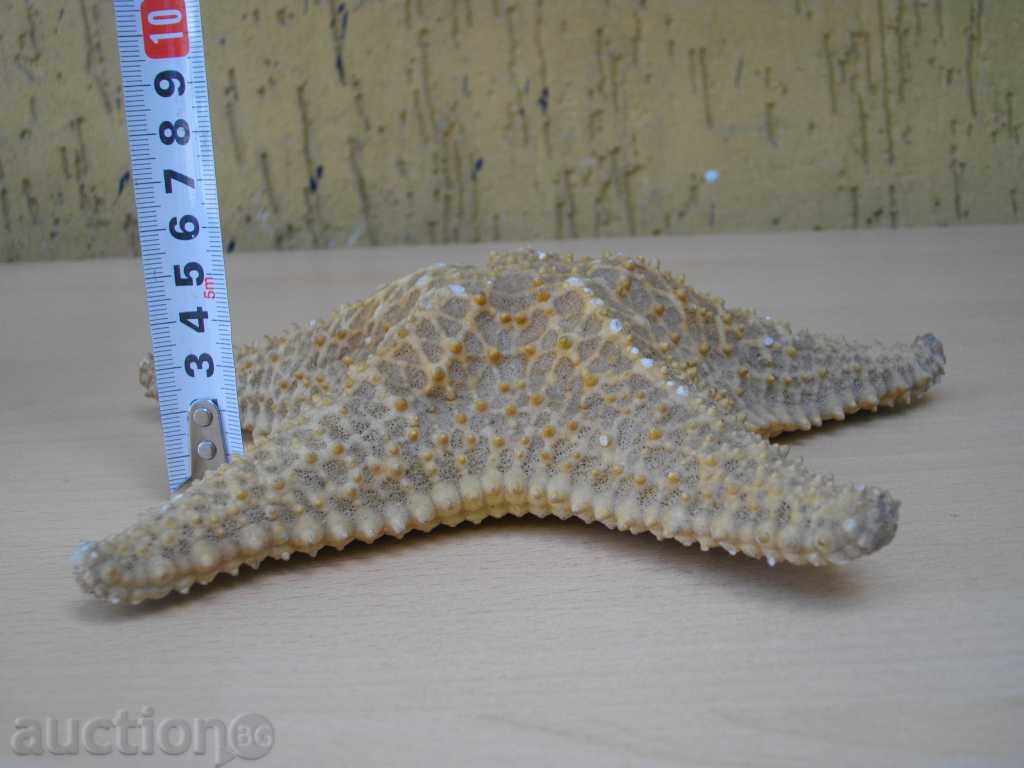 Delivery of Star Marine - 1