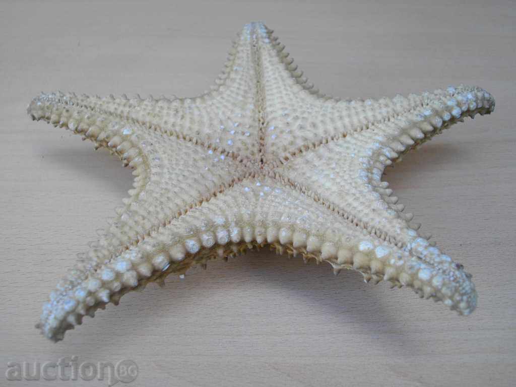 Star Sea - 2 with price 25.00 BGN | € 12.78