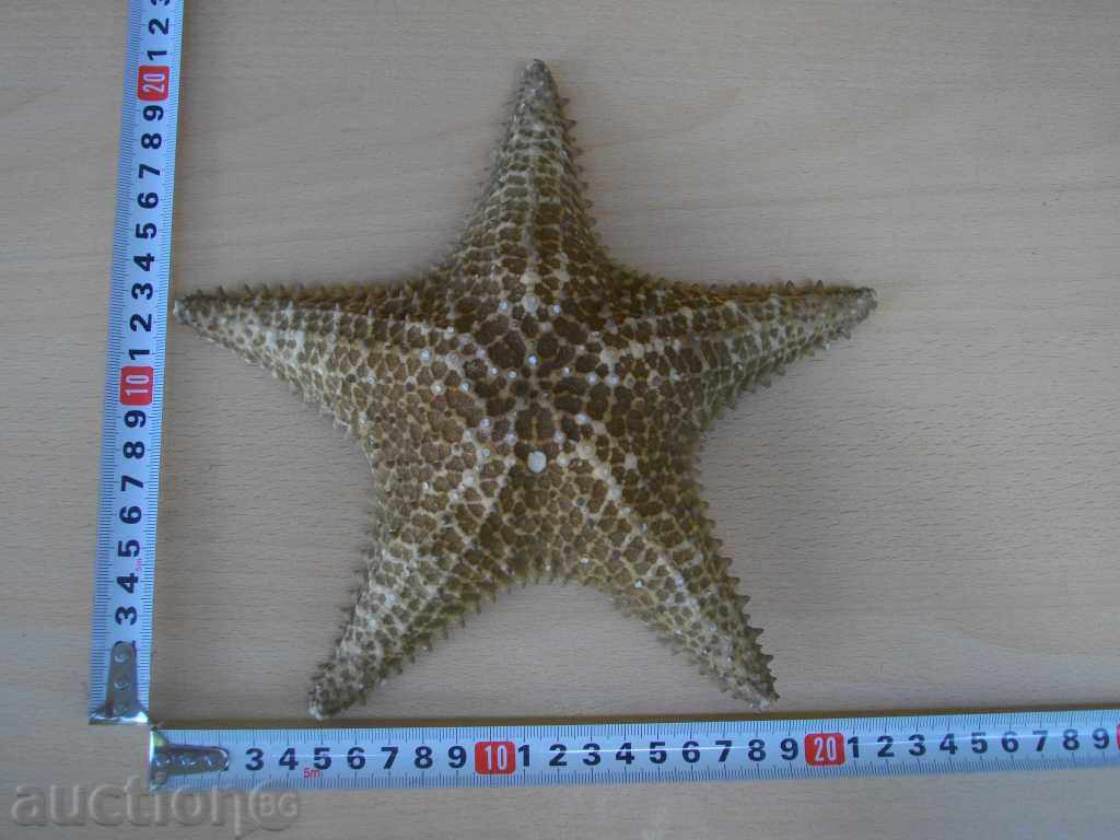 Auction  Star Sea - 2
